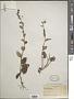 Saxifraga sp.