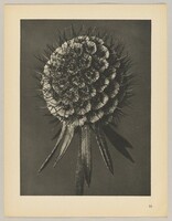 Scabiosa columbaria