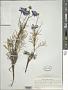 Scabiosa columbaria L.