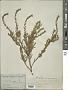 Scaevola linearis R. Br.