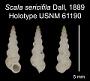 Scala sericifila