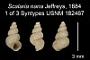Scalaria nana