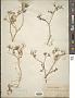 Scandix brachycarpa Gussone