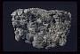 Scapolite