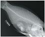 Scarus oedema