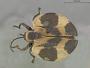 Sceloenopla rotunda