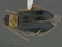 Scelolyperus carinatus