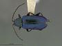Scelolyperus pasadenae