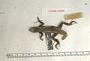 Sceloporus chrysostictus