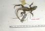 Sceloporus chrysostictus