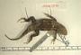 Sceloporus licki