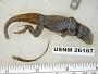 Sceloporus minor
