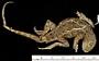 Sceloporus occidentalis