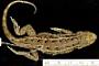 Sceloporus occidentalis
