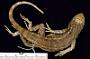 Sceloporus occidentalis