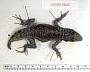 Sceloporus ornatus