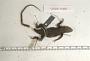 Sceloporus pyrocephalus