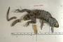 Sceloporus serrifer