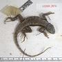 Sceloporus undulatus