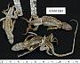 Sceloporus undulatus