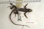 Sceloporus utiformis
