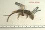 Sceloporus utiformis