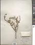Schaefferia cuneifolia A. Gray