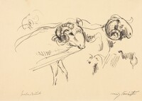 Schafböcke (Rams)