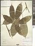 Schefflera brenesii A.C. Sm.