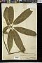 Schefflera impressa Harms