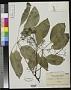 Schefflera nitida Merr.
