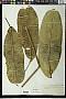 Schefflera pentandra (Ruiz & Pav.) Harms