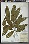 Schefflera sp.