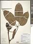 Schefflera sp.