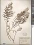 Schinus areira L.