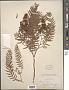 Schinus areira L.
