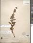 Schinus microphylla I.M. Johnst.
