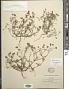 Schkuhria multiflora Hook. & Arn.