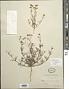 Schkuhria multiflora Hook. & Arn.