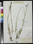 Schoenocrambe pinnata Greene