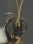 Scinascopus japonicus