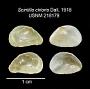 Scintilla chloris