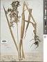 Scirpus sylvaticus L.