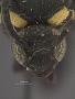 Scolia fuscipennis