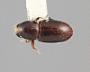 Scolytodes anceps