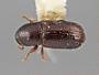 Scolytodes comitabilis