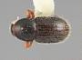 Scolytodes crinitus