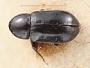 Scolytodes major