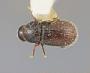 Scolytodes punctifer