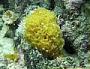 Scopalina sp.